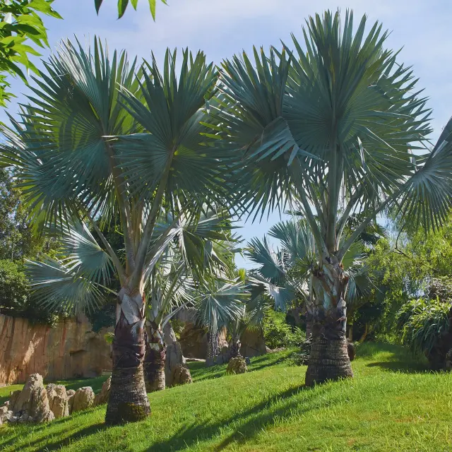 Latanier bleu Arbre Martinique