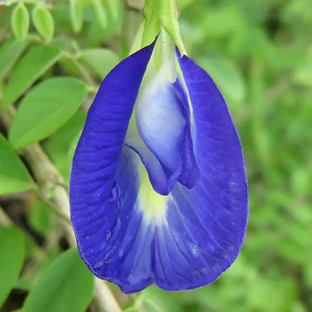 Clitoria Fleur Martinique
