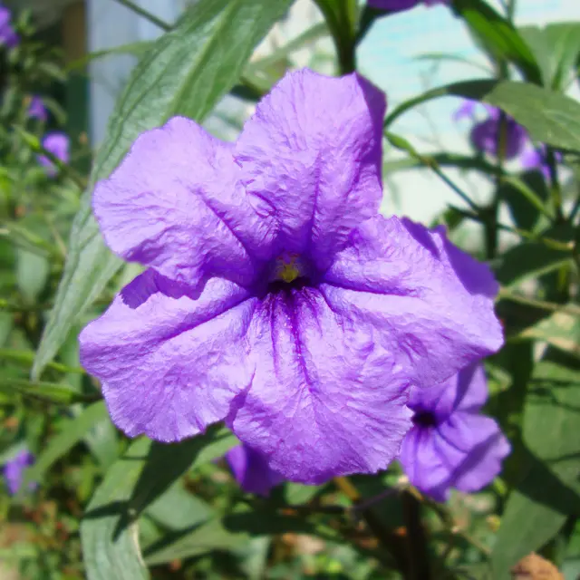 Ruellia Fleur Martinique