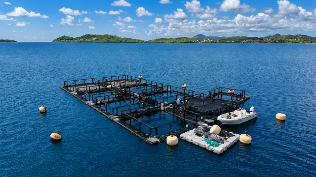 Ferme Aquacole AquaXS Robert Martinique