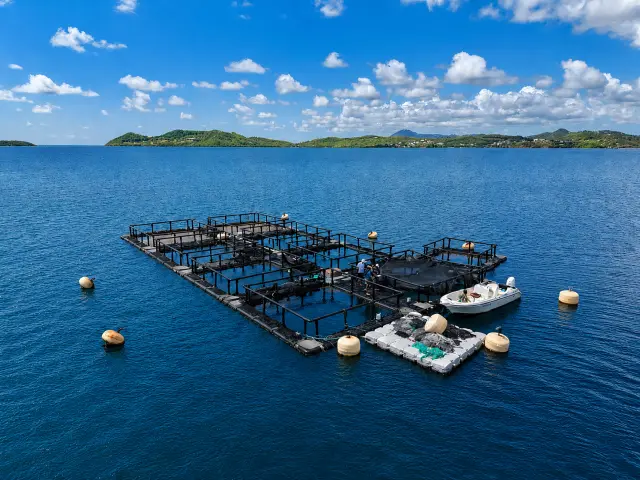Ferme Aquacole AquaXS Robert Martinique